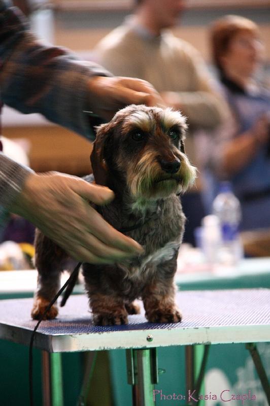 Crufts2011_2 1047.jpg